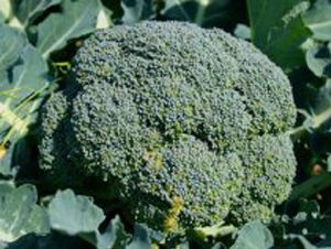 Foto Noticia La vitamina E puede aumentar la esperanza de vida en hombres con una dieta rica en vitamina C que fuman poco